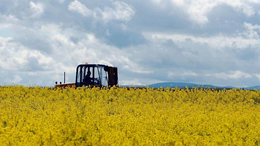 Reino Unido busca levantar restricciones a alimentos genéticamente modificados (OGM)