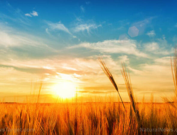 Sky-Sunshine-Agriculture-Autumn-Background-Blue-Bright