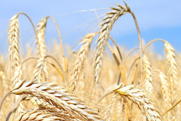 Triticale-Agriculture-Arable-Farming-Barley-Cereal-Crops