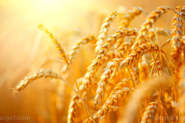 Wheat-Field-Agriculture-Background-Grain-Crop-Landscape