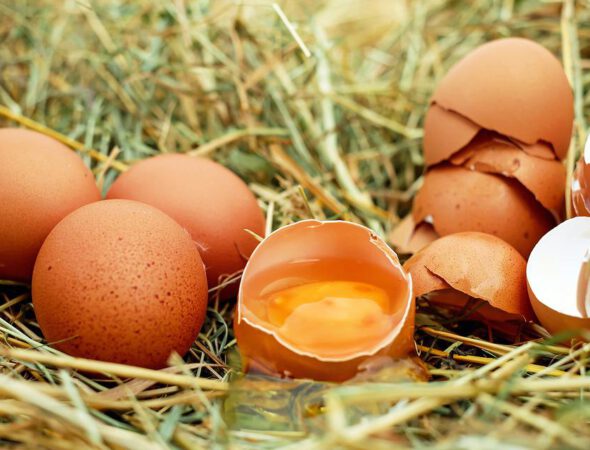 eggs-1510449_960_720