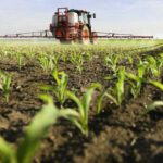 Señales alarmantes de que los agricultores reducen el uso de fertilizantes pueden arruinar los rendimientos de los cultivos