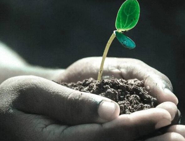 giberelinas-plantas.jpg-750x375