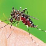 Florida aprueba la liberación de miles de millones de mosquitos transgénicos