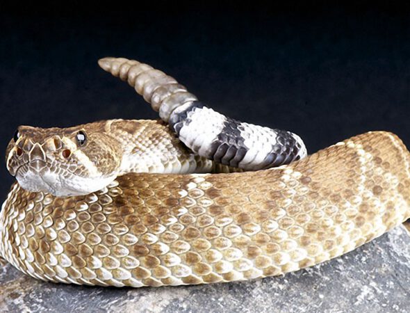 red-rattlesnake-snake-crotalus-ruber-venomous-hissing-1