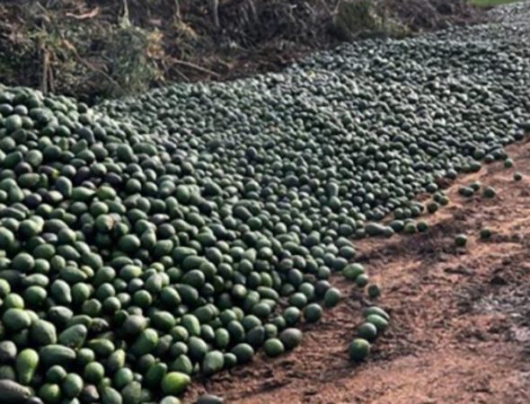 truckloads-avocados-dumped