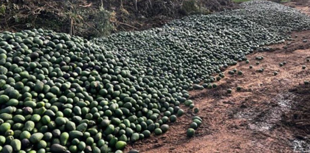 Miles de libras de aguacates frescos tirados en vertederos mientras Australia acelera la destrucción global de alimentos