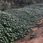 Miles de libras de aguacates frescos tirados en vertederos mientras Australia acelera la destrucción global de alimentos