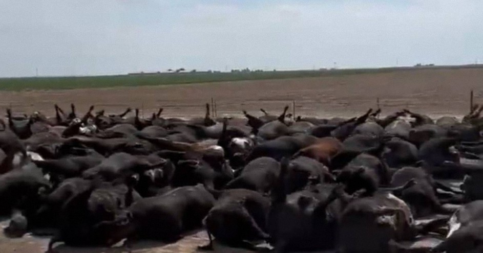 10000 cabezas de res fueron halladas muertas en Kansas