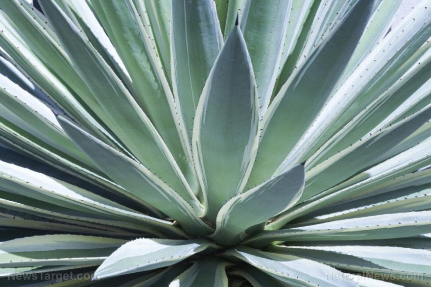 La fibra de agave promueve la salud intestinal y la pérdida de peso, revela un estudio