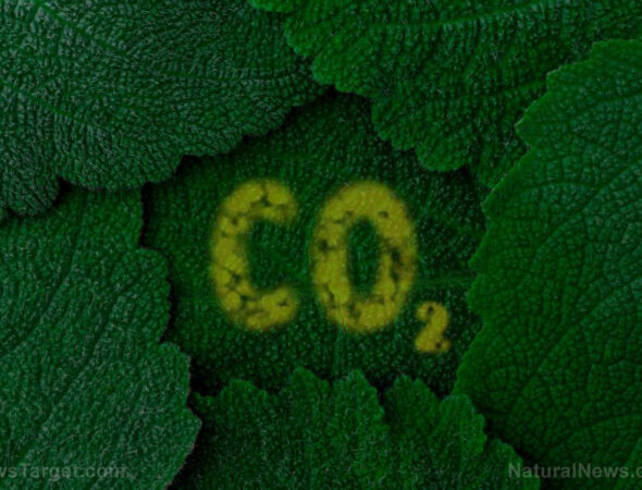 Carbon-Dioxide-Co2-Dark-Green-Leaves-Background-Close-Up