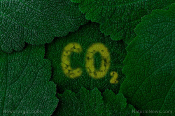 Carbon-Dioxide-Co2-Dark-Green-Leaves-Background-Close-Up