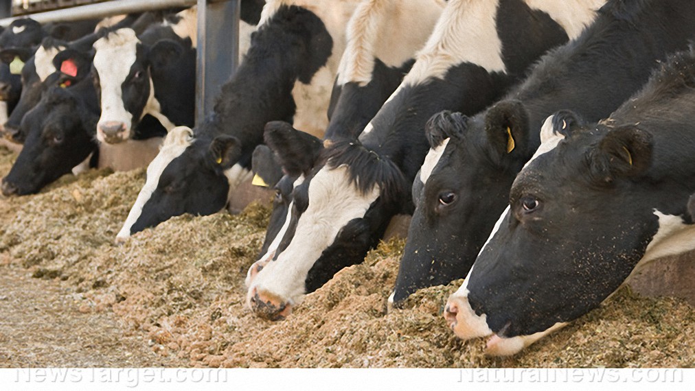 Locura: el príncipe Carlos respalda la propuesta de hacer que las «vacas que eructan» usen máscaras para «combatir el cambio climático»