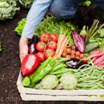 Jefe de la Unión Nacional de Agricultores del Reino Unido: Los cultivos se están desperdiciando mientras que los bancos de alimentos se están agotando