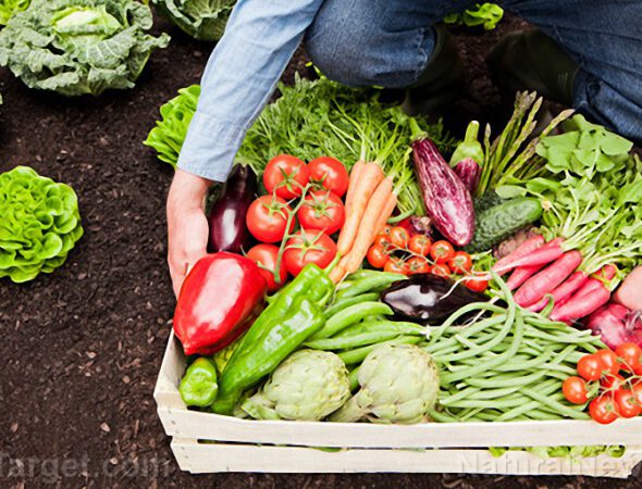 Farmer-Gardener-Harvest-Crops-Vegetables-Soil