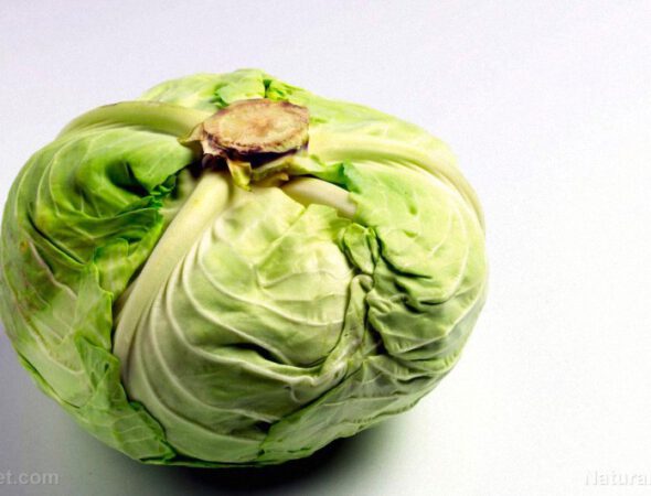 Green-Cabbage-Head