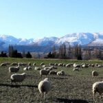 Nueva Zelanda gravará los eructos de vacas y ovejas por el cambio climático