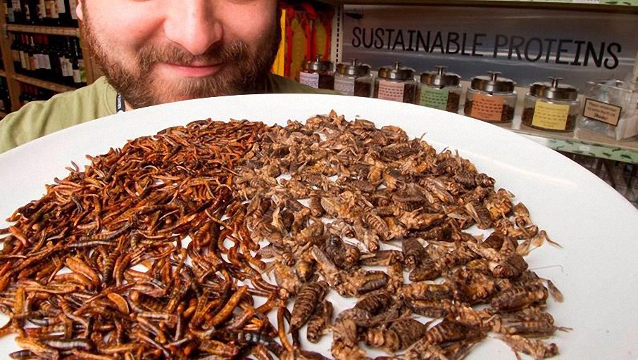 Empresa canadiense se compromete a producir dos mil millones de insectos al año para consumo humano