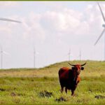 La energía eólica de Texas está fallando justo cuando el estado más la necesita