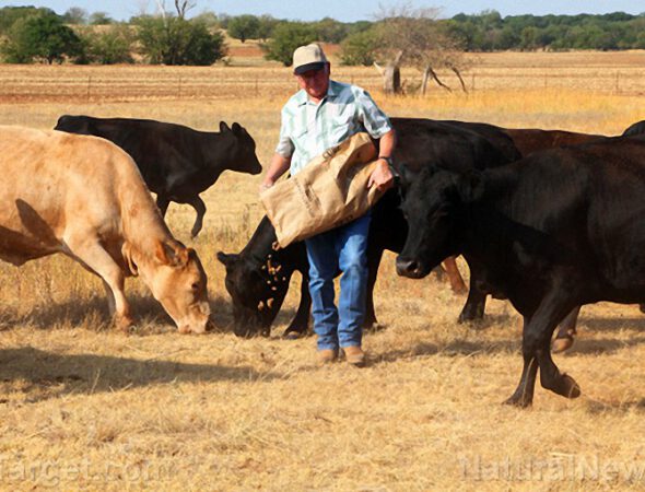 Farmer-Feeding-Cows-Herd