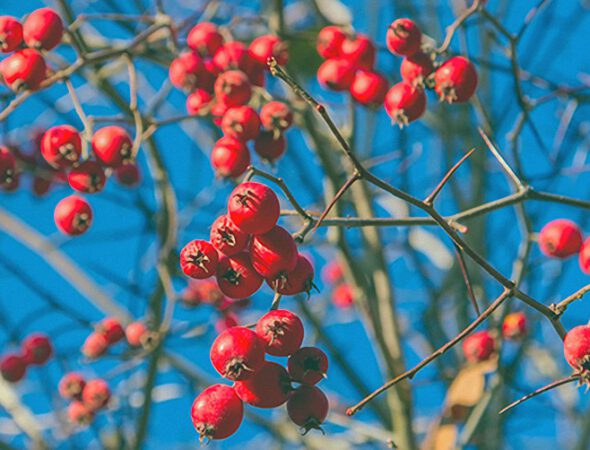 Hawthorn-Berries-2