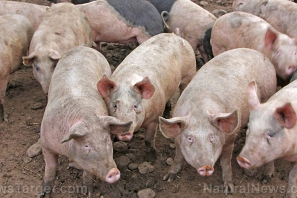 Pigs-Farm-Livestock