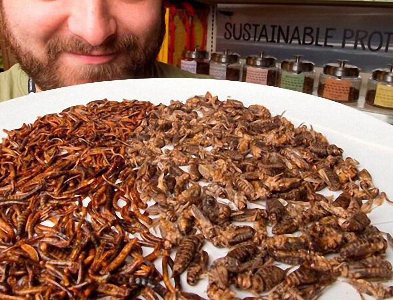 Insectos reemplazará toda comida en 2030 según los Globalistas