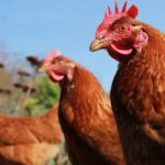 Los pollos alimentados con cannabis están reduciendo el uso de antibióticos en las granjas de Tailandia