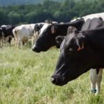 La carne de res de ganado genéticamente modificado para soportar el ‘estrés por calor’ podría llegar pronto a las mesas de los estadounidenses