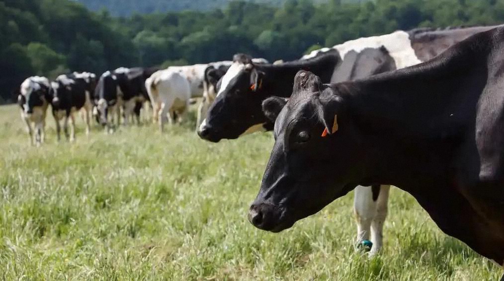 La carne de res de ganado genéticamente modificado para soportar el ‘estrés por calor’ podría llegar pronto a las mesas de los estadounidenses