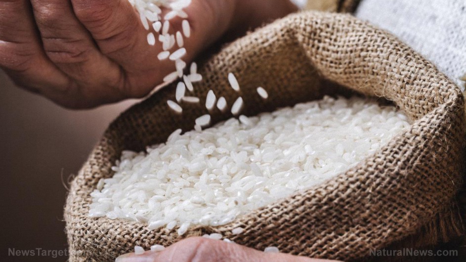 Se avecina la crisis del arroz: El aumento de los precios de los fertilizantes amenaza la producción de arroz en Asia