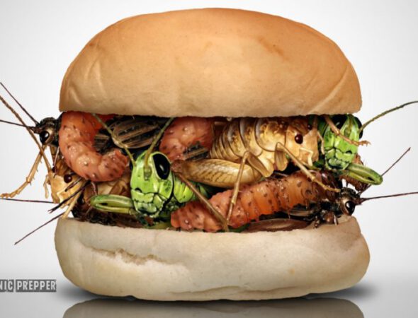 bug-burger-1024x536
