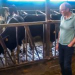 Granjero holandés se enfrenta a tener que sacrificar el 95% de sus vacas