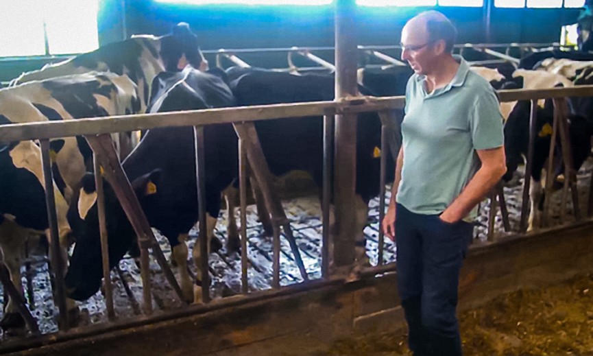 Granjero holandés se enfrenta a tener que sacrificar el 95% de sus vacas