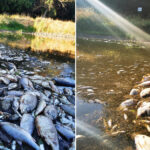 Registran una muerte masiva de peces en un río de la frontera entre Alemania y Polonia