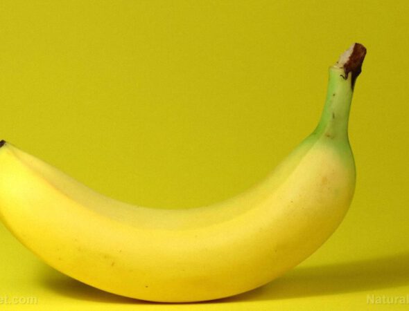 Banana-Yellow-Single