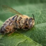 Estudio: Los pesticidas son altamente dañinos para los insectos benéficos como las abejas