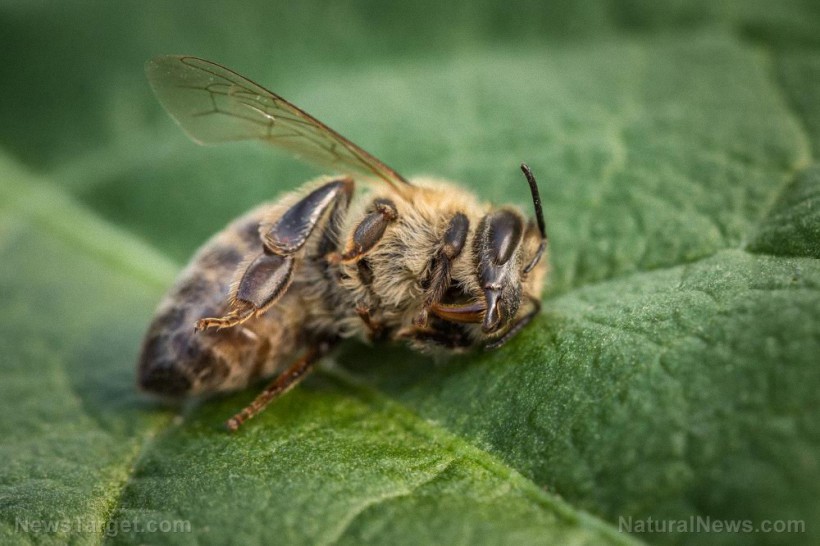 Estudio: Los pesticidas son altamente dañinos para los insectos benéficos como las abejas