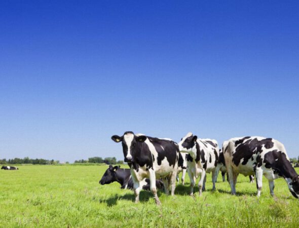 Field-Dutch-Farm-Pasture-Cattle-Netherlands-Grazing