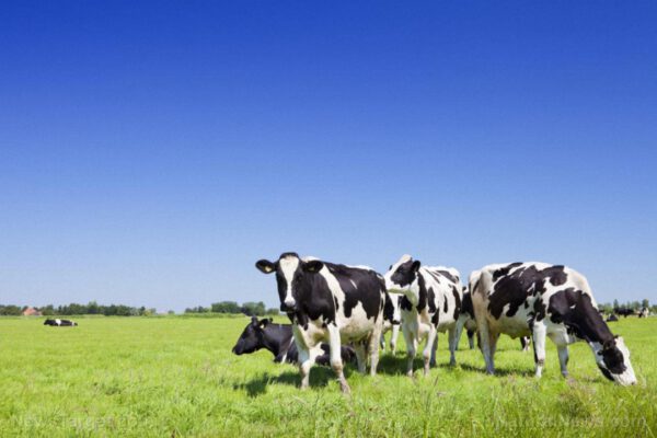 Field-Dutch-Farm-Pasture-Cattle-Netherlands-Grazing