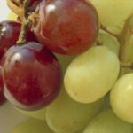 Estudio: el resveratrol, un compuesto que se encuentra en las uvas, puede proteger contra el deterioro cognitivo