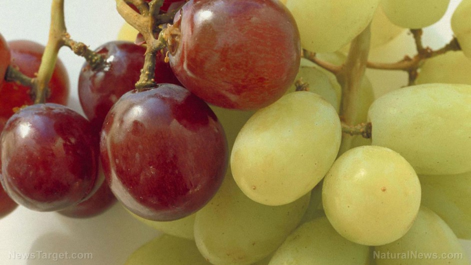 Estudio: el resveratrol, un compuesto que se encuentra en las uvas, puede proteger contra el deterioro cognitivo