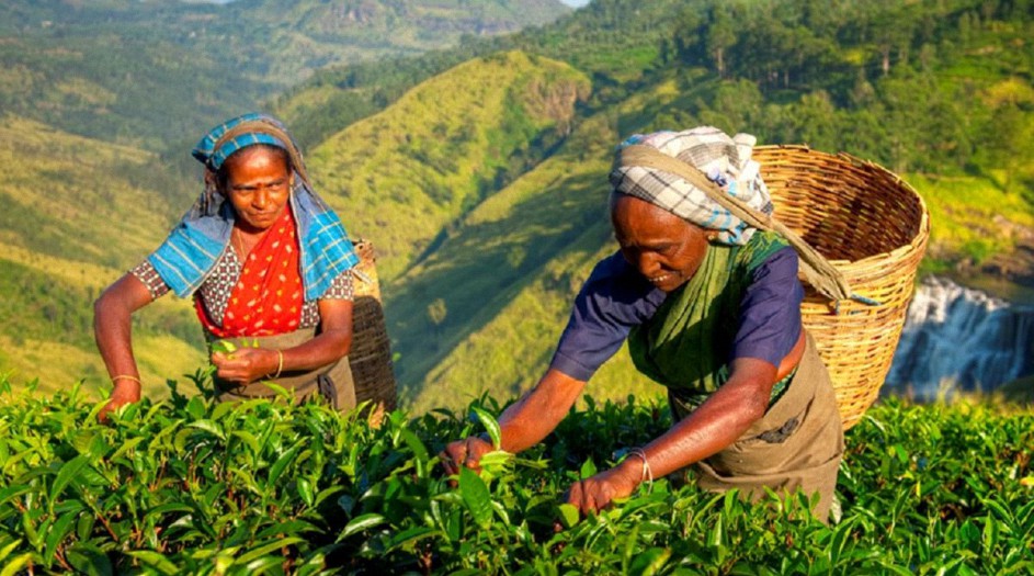 La crisis alimentaria de Sri Lanka es obra del hombre y demuestra el peligro del falso ecologismo