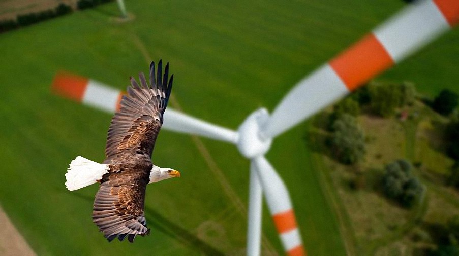 ¡Trump demostró tener razón otra vez! AP descubre molinos de viento matando pájaros