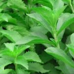 La Stevia y sus beneficios – Plantas medicinales