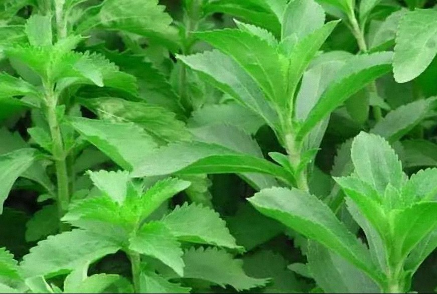 La Stevia y sus beneficios – Plantas medicinales