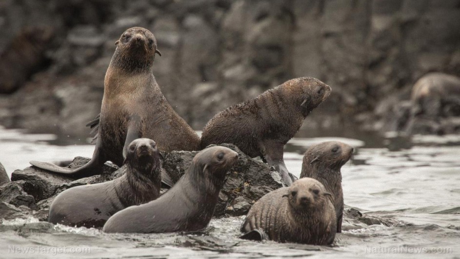 Los Ángeles ahora ofrece pruebas de covid para focas y otros animales, incluidos ciervos, hámsters y mapaches