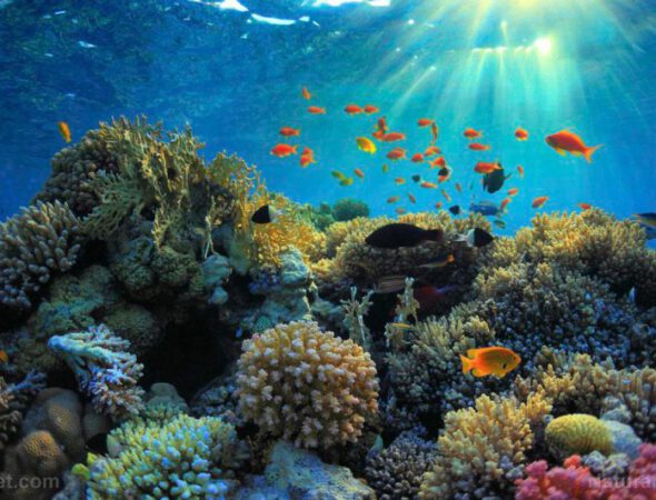 Underwater-Coral-Reef-Ocean