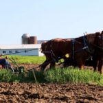 Agricultor amish enfrenta multas y tiempo en prisión por negarse a cumplir con las regulaciones del USDA