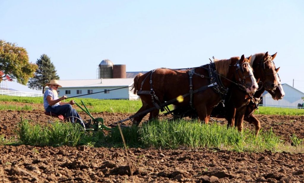 Agricultor amish enfrenta multas y tiempo en prisión por negarse a cumplir con las regulaciones del USDA